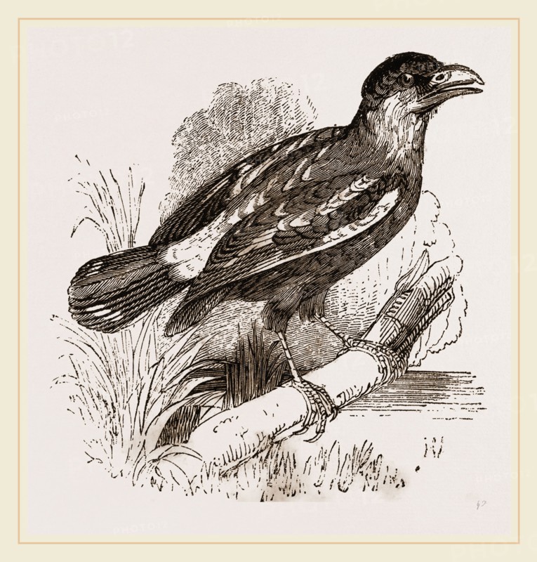 Javanese Eurylaimus