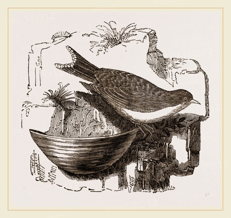 Esculent Swallow and Nest