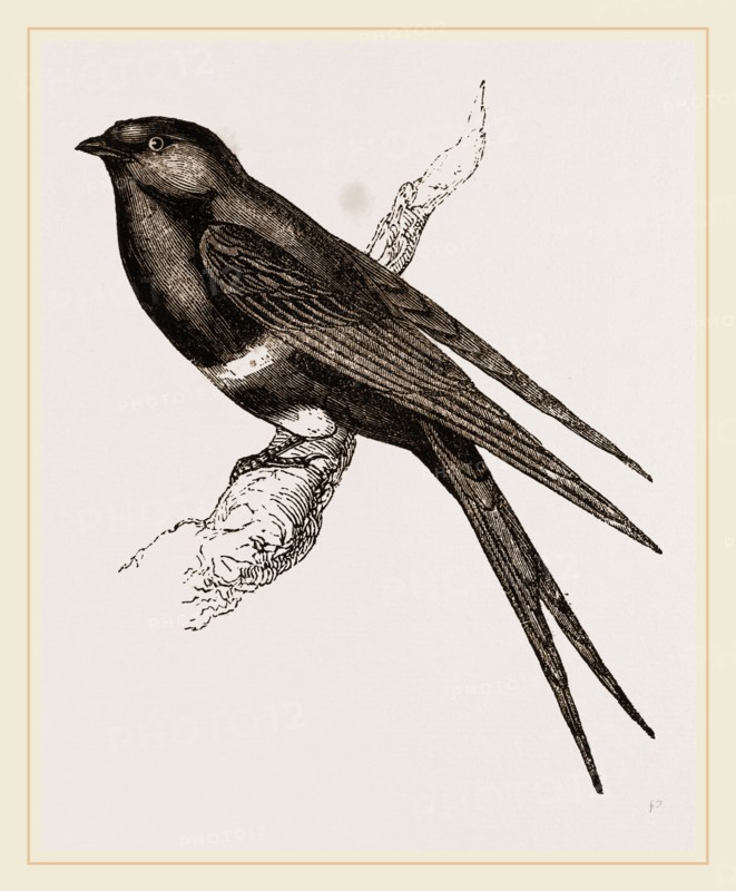 White-banded Swallow