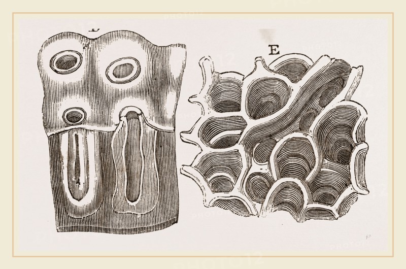 Glands of Stomach in Birds