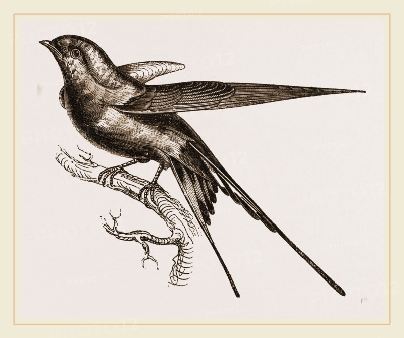 Swallow of Palestine