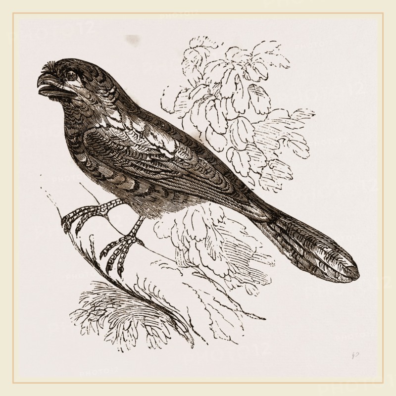 Javanese Podargus