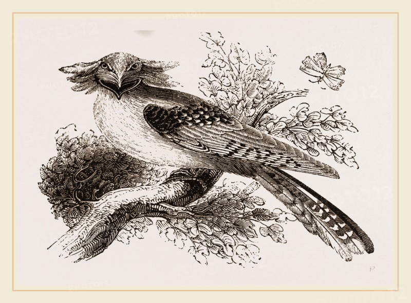 Long-eared Podargus