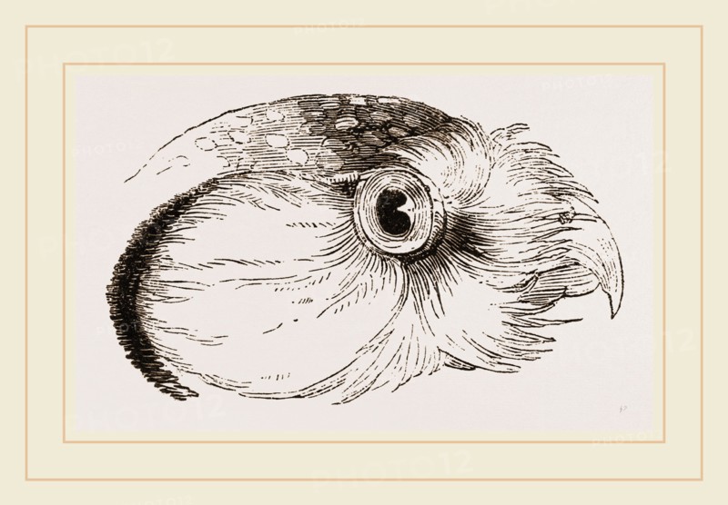 Head of Hawk Owl
