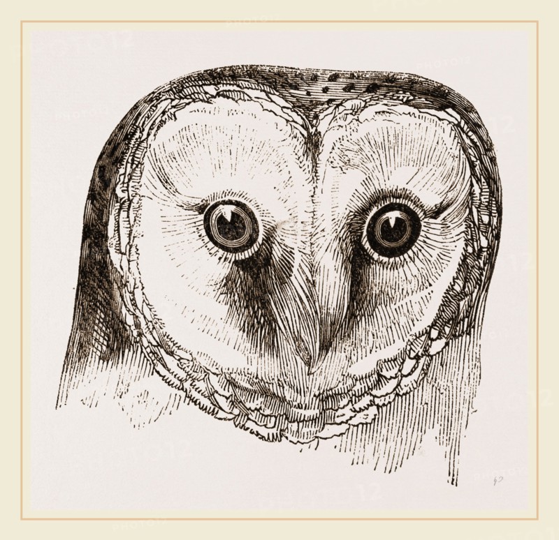 Head of Barn Owl