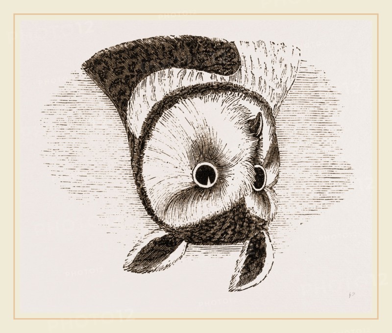 Horned Owl