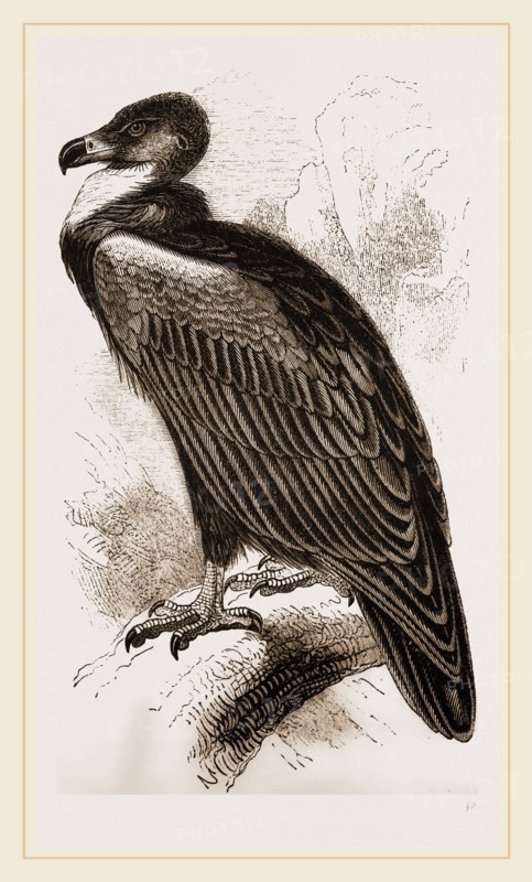 Cinereous Vulture