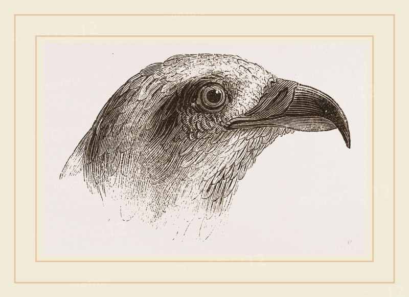 Honey-Buzzard