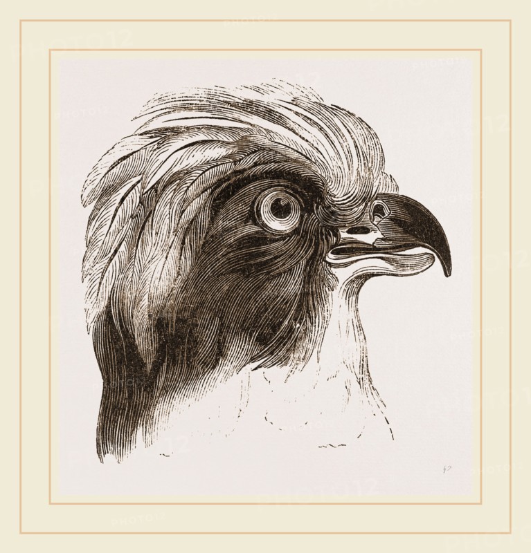 Head of Laughing Hawk