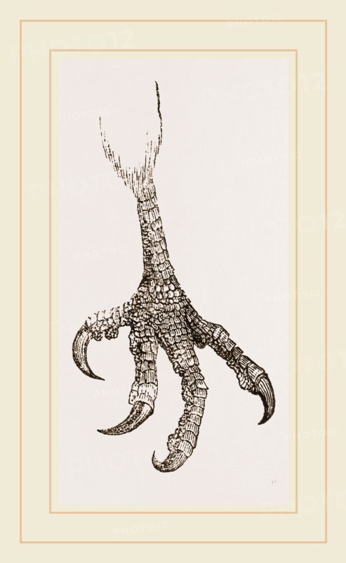 Foot of Laughing Hawk
