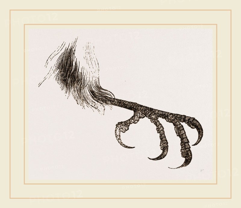 Foot of Bengal