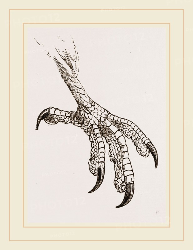 Foot of Cayenne Cymindis