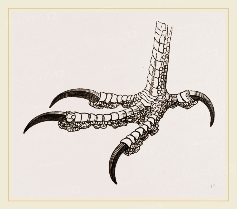 Fcot of Brazilian Caracara