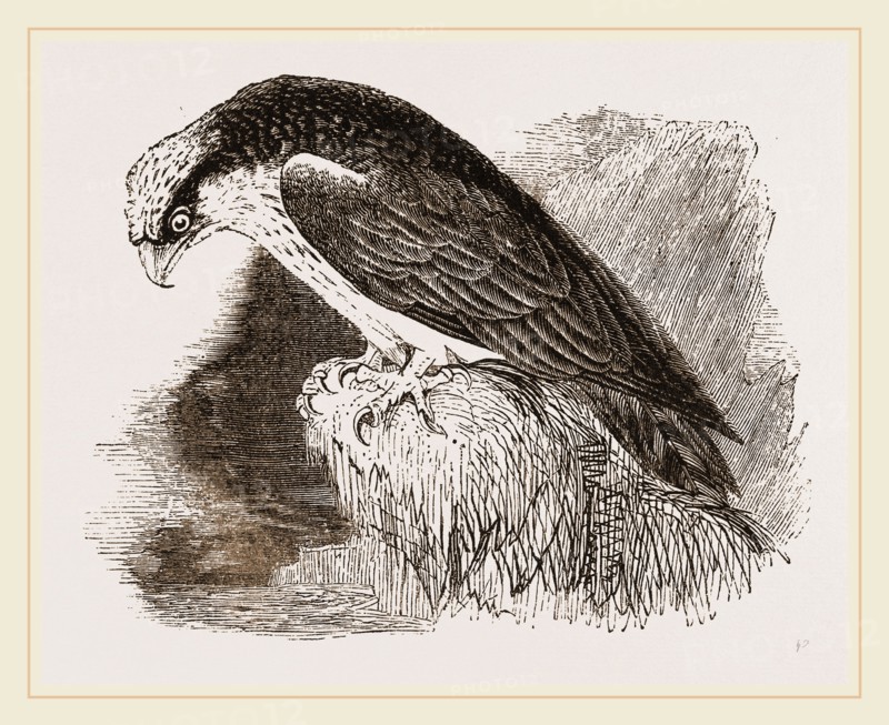 Osprey