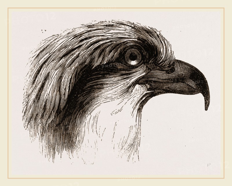 Head  of Osprey