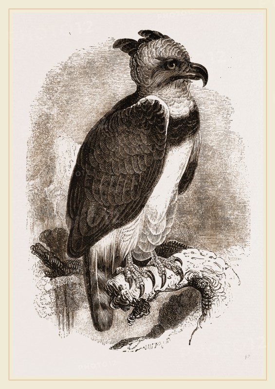 Harpy Eagle