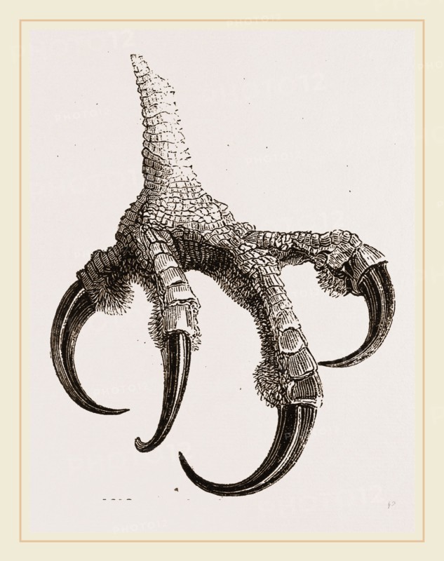 Foot of Osprey