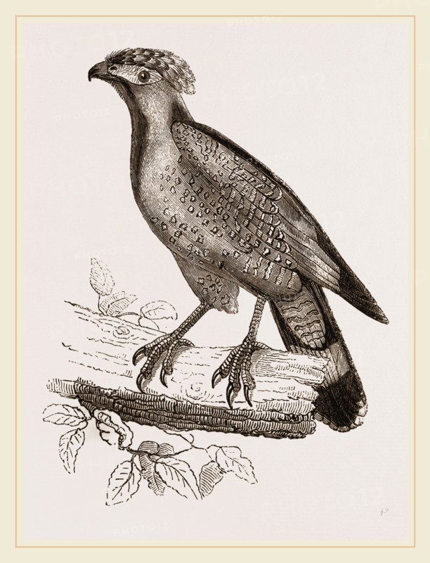 Barred Haematornis