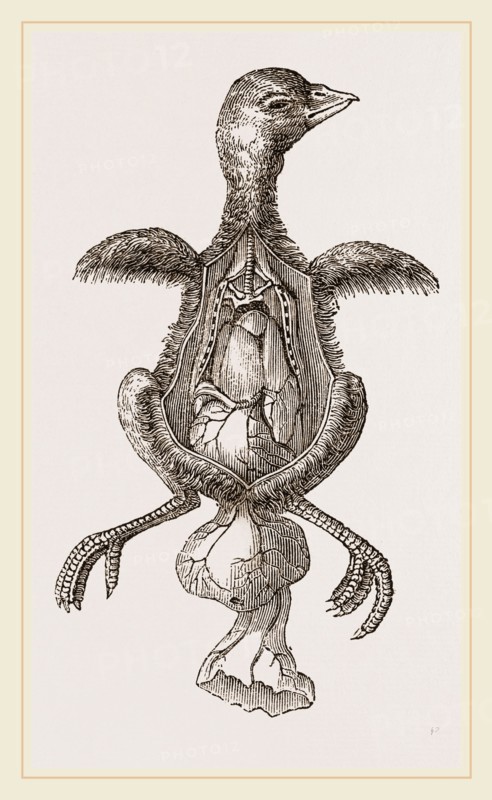 Chick showing absorption of yolk