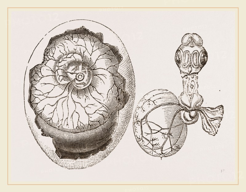 Egg and Chick on Fifth Day