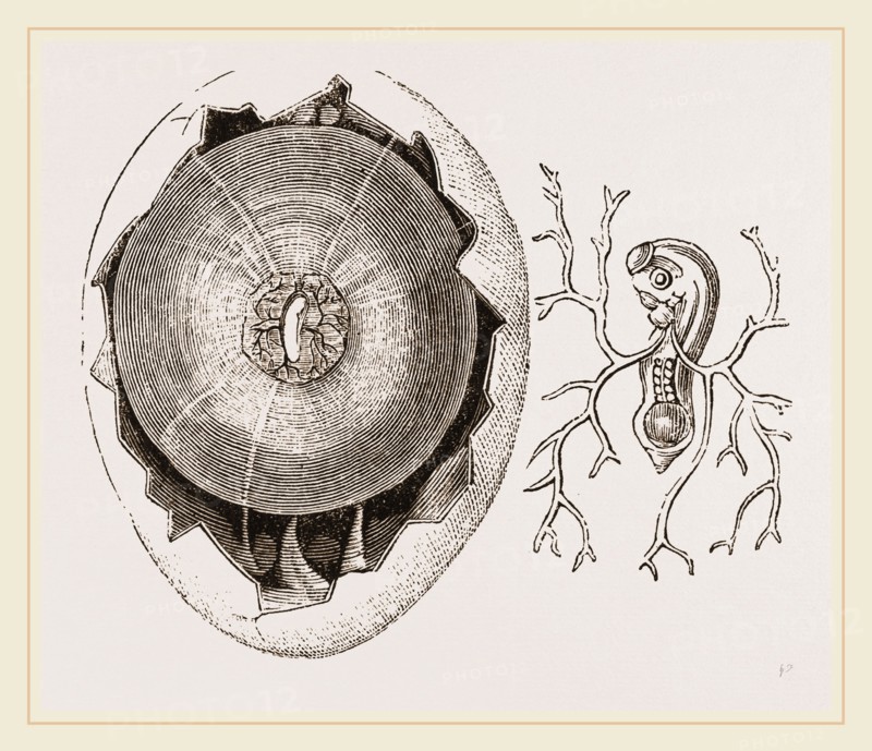 Egg and Chick at Thirty-six Hours