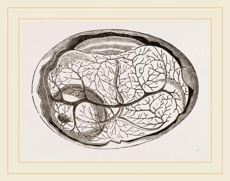 Egg and Chick at Thirty-six Hours
