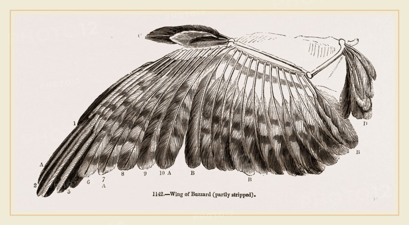 Wing of Buzzard