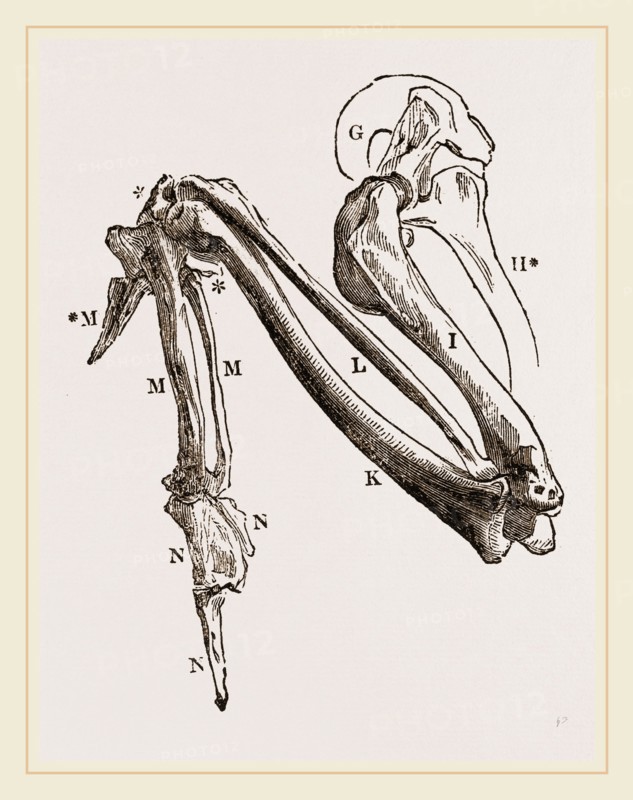 Bones of Hawk's Wing