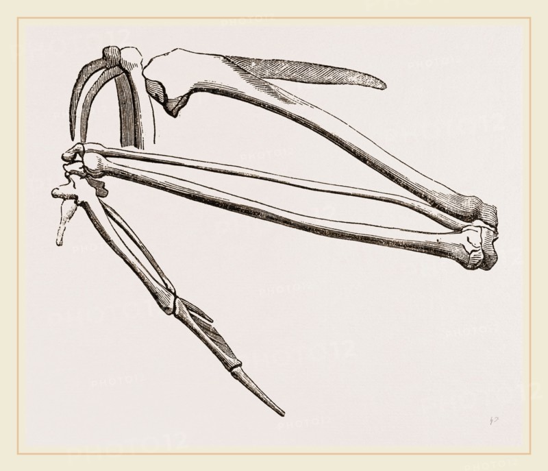 Bones of Hawk's Wing