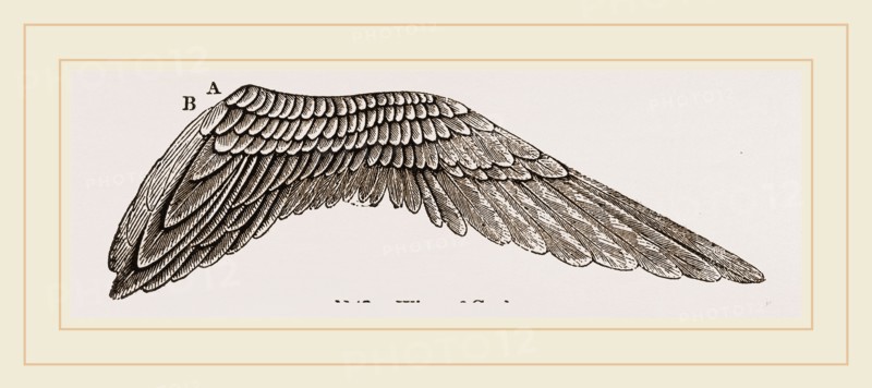 Wing of Curlew