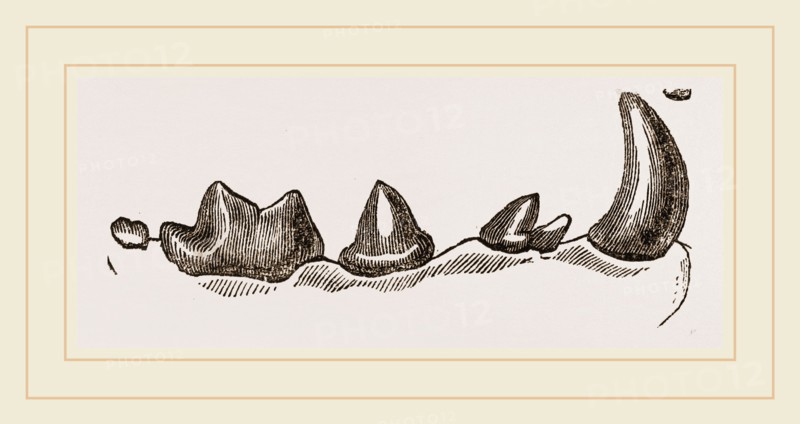 Teeth of Polecat