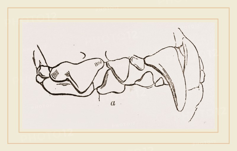 Teeth of Polecat