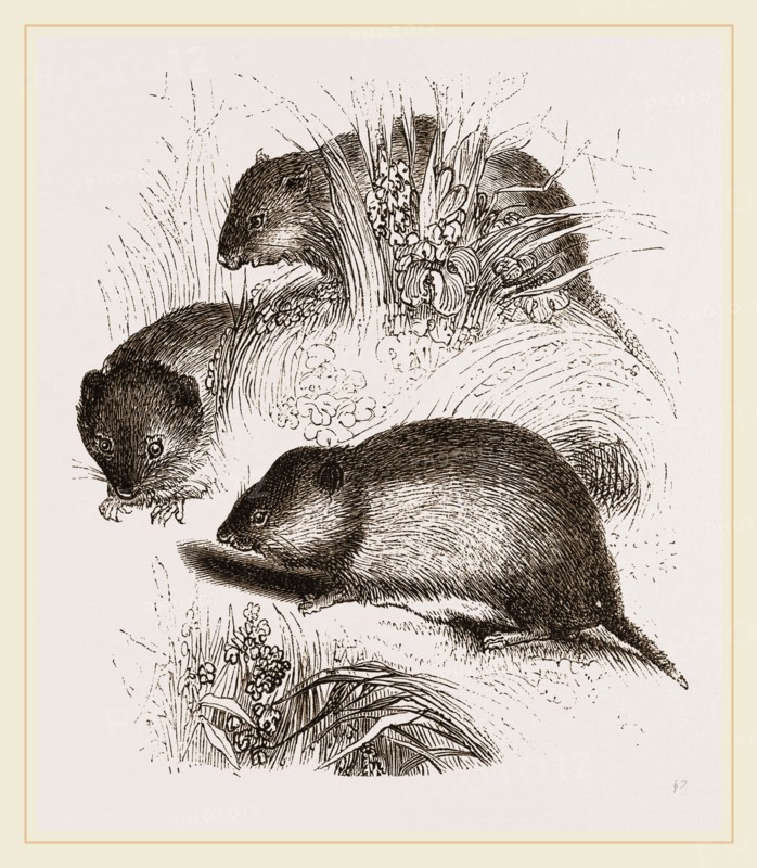 Short tailed Field Mice