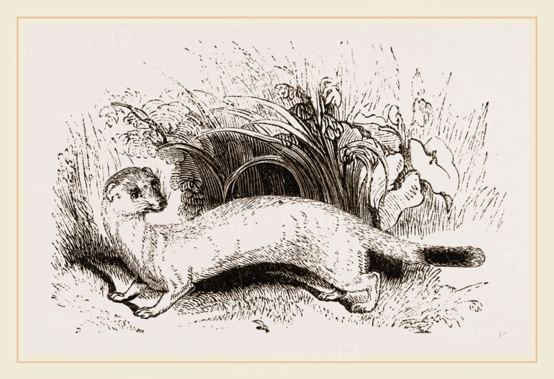 Ermine: Winter dress