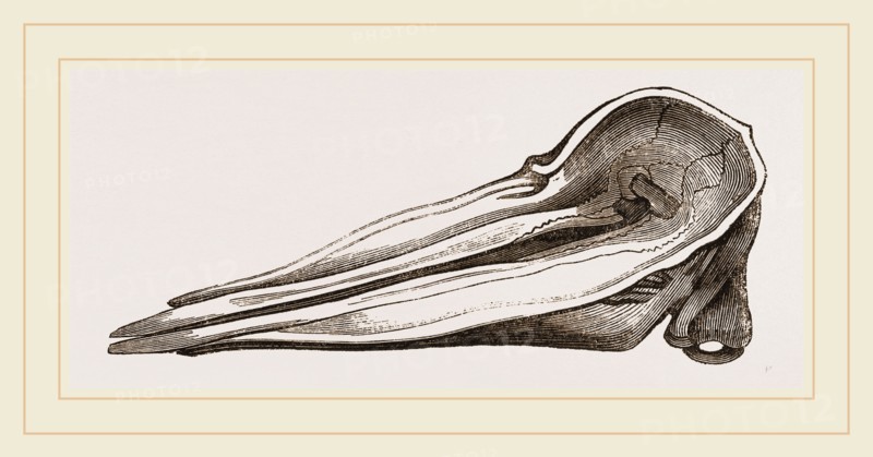 Skull of Spermaceti Whale seen from above