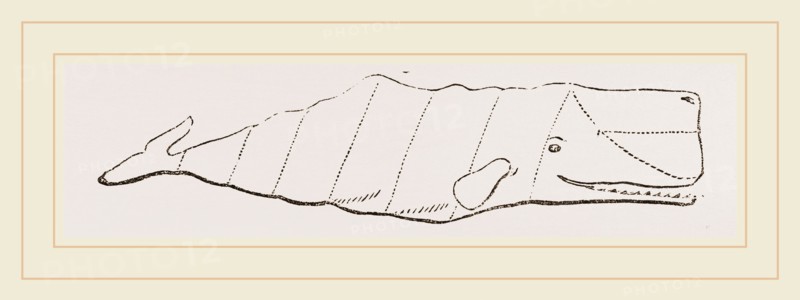 Spermaceti Whale