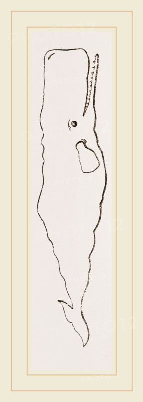 Spermaceti Whale