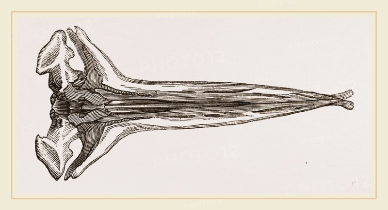 Skull of Greenland Whale under view lower jaw removed