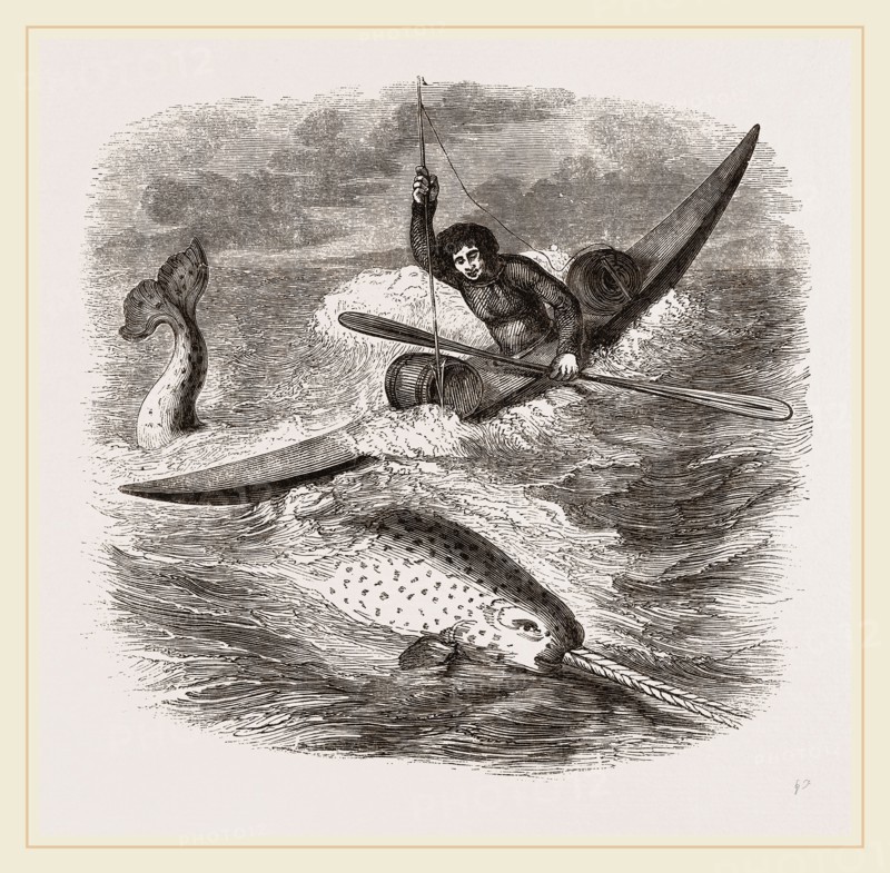 Spearing the Narwhal