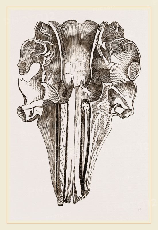 Skull and Tooth of Narwhal