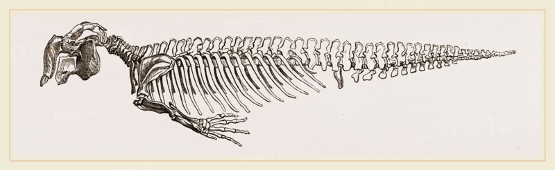 Skeleton of Dugong
