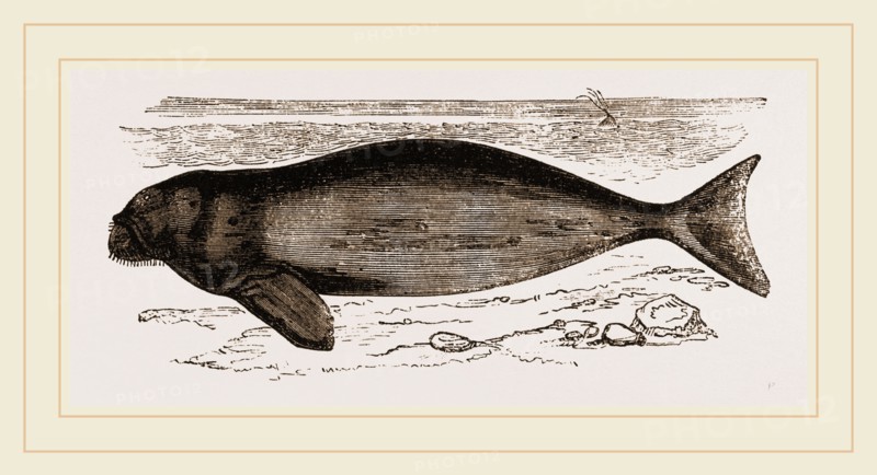 Dugong