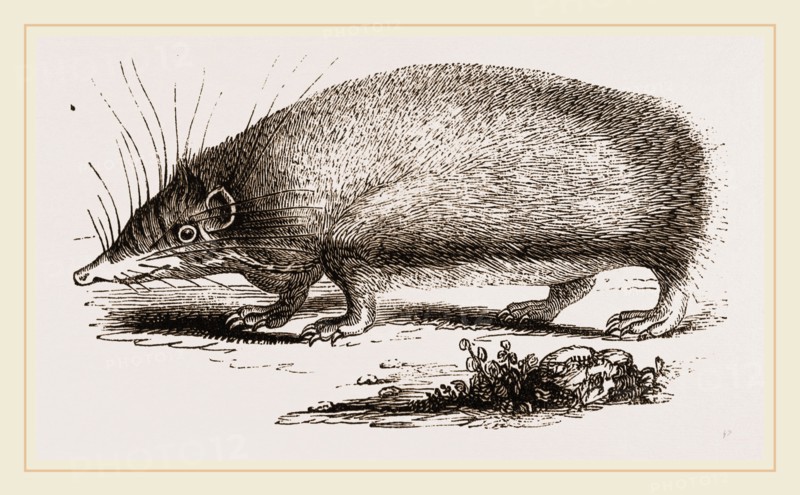 Spiny Tenrec
