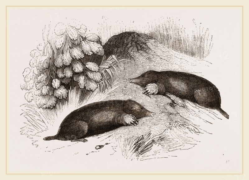 Common Moles