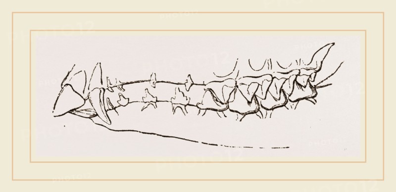 Teeth of Star nosed Mole