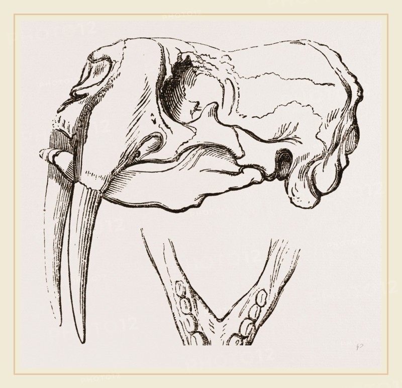 Skull and Lower Jaw of Walrus