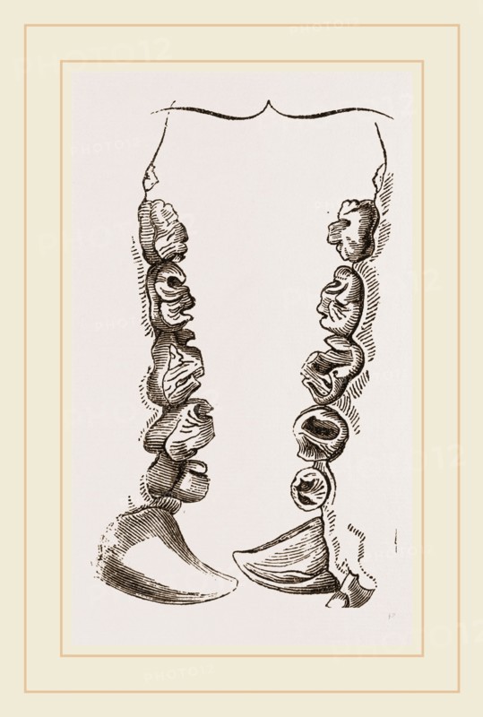 Teeth of Crested Seal