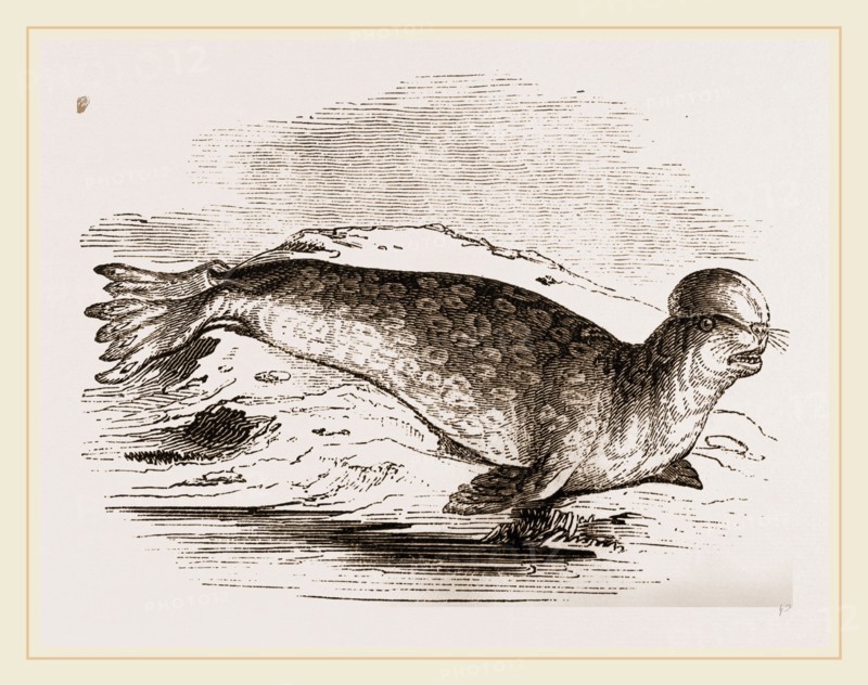 Crested Seal