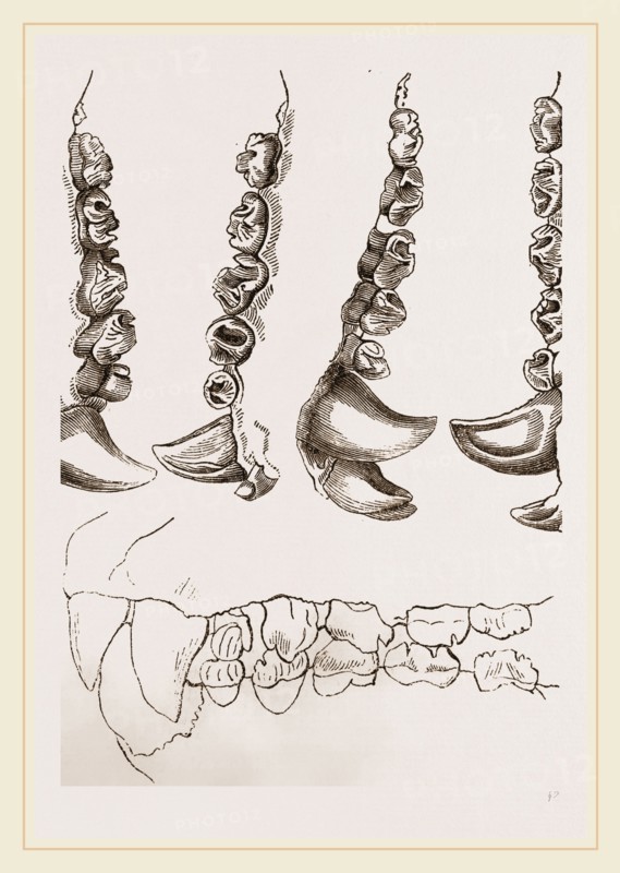 Teeth of Crested Seal