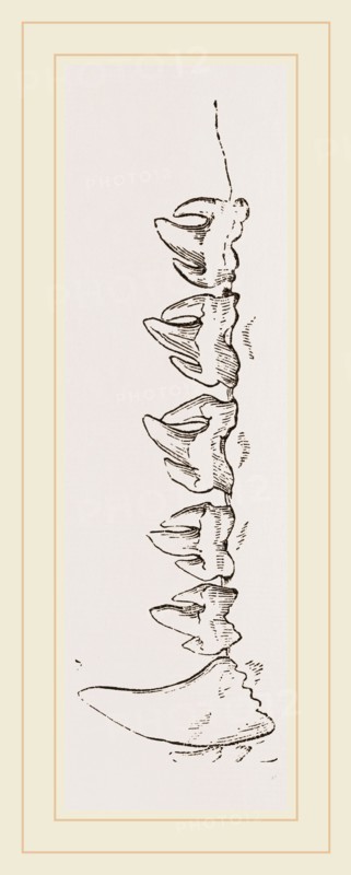Teeth of Sea-Leopard